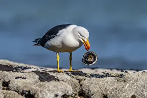 Seagulls Prints: Pacific gull (Larus pacificus) feeding on an Abalone (Haliotis sp)
