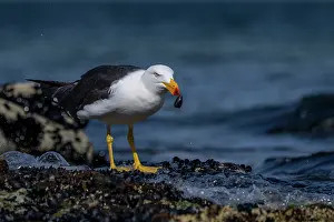 Seagulls Prints: Pacific gull (Larus pacificus) feeding on a mussel on intertidal rocks