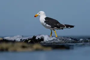 Seagulls Prints: Pacific gull (Larus pacificus) portrait, Port Philip Bay, Sandringham, Victoria, Australia