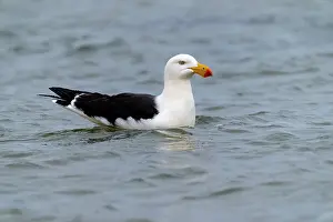 Seagulls Prints: Pacific gull (Larus pacificus) on water, Sandringham, Victoria, Australia