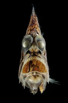 Deep Sea Gallery: Pacific hatchetfish (Argyropelecus affinis) portrait