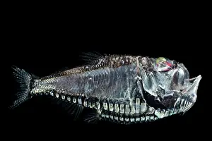 Stomiiformes Prints: Pacific hatchetfish (Argyropelecus affinis) portrait exhibiting bioluminescence