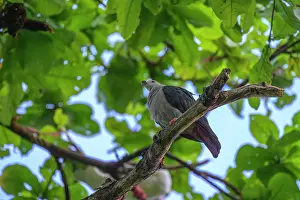 New Ireland Prints: Pacific imperial-pigeon (Ducula pacifica) perched in tree