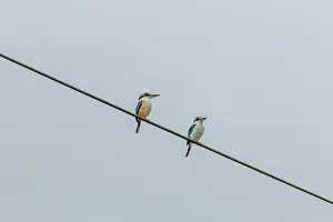 Fiji Prints: Two Pacific kingfishers (Todiramphus sacer) perched on an electricty cable, Taveuni, Fiji
