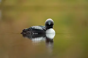 Gavia Prints: Pacific loon (Gavia pacifica) in breeding plumage