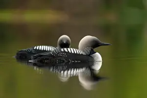 Gavia Prints: Pacific loons (Gavia pacifica) pair in breeding plumage
