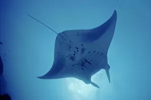 Images Dated 2nd August 2018: Pacific manta ray {Manta alfredi} Yap, Micronesia