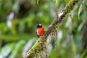 Fiji Prints: Pacific robin (Petroica pusilla) male
