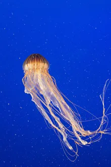 Scyphozoa Prints: Pacific Sea nettle jellyfish (Chrysaora fuscescens), captive, Vancouver, Canada