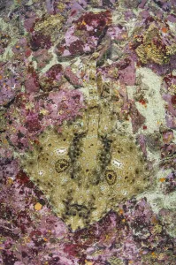 Pacific starry skate (Beringraja stellulata) on sea floor