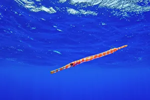 April 2023 Highlights Collection: Pacific trumpetfish (Aulostomus chinensis) juvenile swimming near the water surface in the open