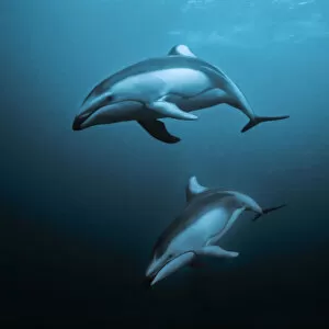Images Dated 17th April 2020: Pacific white-sided dolphins (Lagenorhynchus obliquidens) underwater