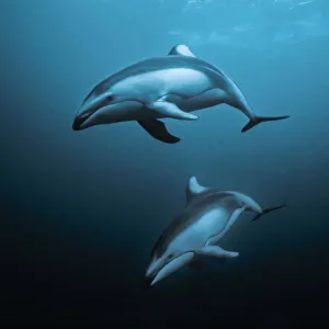 Three Prints: Pacific white-sided dolphins (Lagenorhynchus obliquidens) underwater