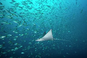 Aetobatus Prints: Pacific white-spotted eagle ray (Aetobatus laticeps) swimming through a shoal of fish