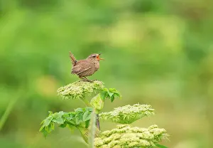 Umbelliferae Prints: Pacific wren (Troglodytes pacificus) Bering Sea race