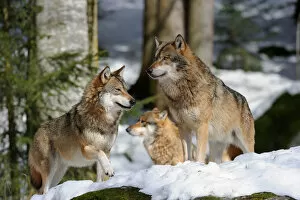 Germany Gallery: Pack of European grey wolves standing in snow (Canis lupus) captive