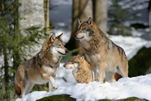 Pack of European grey wolves standing in snow (Canis lupus) captive