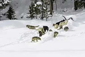 Pack of wolves (Canis lupus). Yellowstone National Park, Wyoming, USA. January