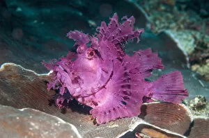 2018 December Highlights Collection: Paddle-flap scorpionfish (Rhinopias eschmeyeri) Puerto Galera, Philippines