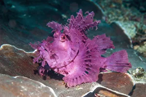 Paddle-flap scorpionfish (Rhinopias eschmeyeri) Puerto Galera, Philippines