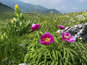 Paeony (Paeonia officinalis) flowering, Mount Baldo Natural Park, Mount Baldo, Italy, Europe. June