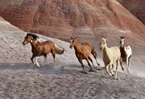 2009 Highlights Gallery: Two paint horses, a palomino and a sorrel quarter horse running, Flitner Ranch, Shell