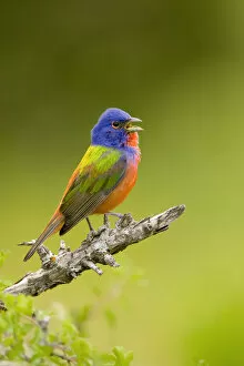 Images Dated 14th May 2010: Painted bunting (Passerina ciris) male singing, Wichita Mountains National Wildlife Refuge
