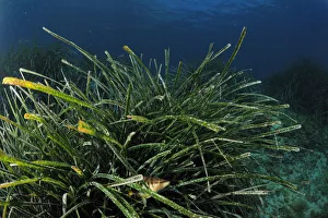Images Dated 20th May 2009: Painted comber (Serranus scriba) amongst Posidonia, Malta, Mediteranean, May 2009