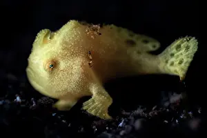 Japan Prints: Painted frogfish (Antennarius pictus) juvenile