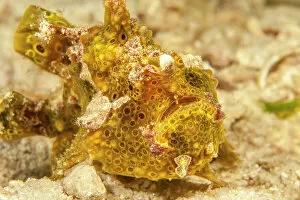 Osteichthyes Gallery: Painted frogfish (Antennarius pictus) portrait, Sipidan, Malaysia, Celebes Sea
