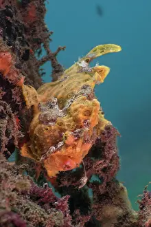 Frogfish Prints: Painted frogfish (Antennarius pictus) waving its lure in an attempt to attract prey