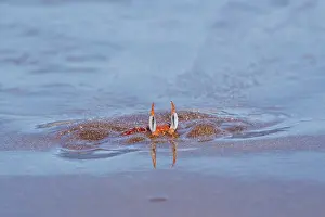 Submerging Prints: Painted ghost crab (Ocypode gaudichaudii) buried in sand