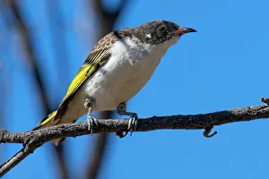 Meliphagidae Prints: Painted honeyeater (Grantiella picta) perched on branch