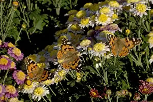 Painted lady butterflies (Vanessa cardui), three nectaring on potted Chrysanthemums