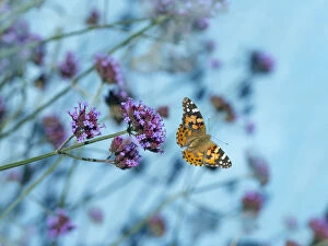 UK Wildlife August Gallery: Painted lady butterfly (Cynthia cardui) feeding on Verbena flowers in flight, England, UK