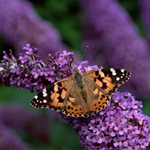 Painted lady butterfly (Vanessa cardui) on Buddleia flowers, County Down, Northern Ireland