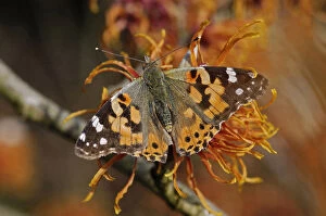 Painted lady butterfly (Vanessa cardui) nectaring on Witch hazel (Hamamelis x intermedia