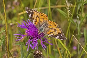 Painted lady butterfly (Vanessa cardui) feeding on knapweed Sutcliffe Park Nature