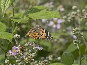 Painted lady butterfly (Vanessa cardui) taking flight, Norfolk, England, UK. June