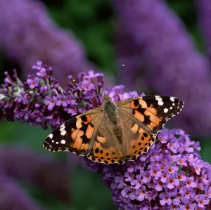 Butterflies Prints: Painted lady butterfly (Vanessa cardui) on Buddleia flowers, County Down, Northern Ireland