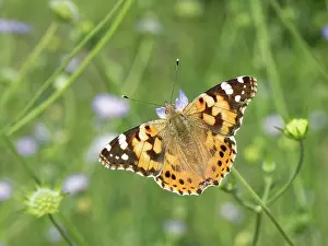 Papilio Cardui Prints: Painted lady butterfly (Vanessa cardui) nectaring on Sweet scabious (Scabiosa atropurpurea)
