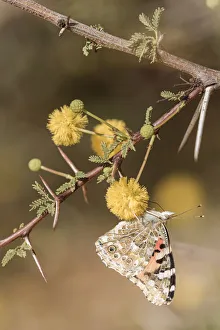 Papilio Cardui Prints: Painted lady (Vanessa cardui) sucking nectar from an acacia flower during spring