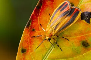 Noctuid Prints: Painted lichen moth (Hypoprepia fucosa) on autumn leaf, Tuscaloosa County, Alabama