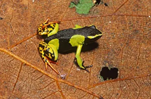 Amphibia Prints: Painted mantella frog (Mantella madagascariensis) Mantadia NP, Eastern Madagascar
