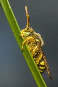 Nectar Prints: Painted nomad bee (Nomada fucata) male bee with characteristic green eyes, sleeping