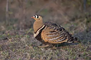 Sandgrouse Prints: Painted sandgrouse (Pterocles indicus) portrait