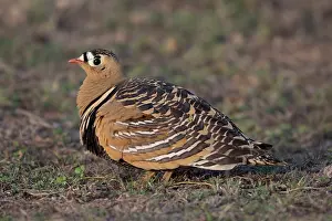 Sandgrouse Prints: Painted sandgrouse (Pterocles indicus) portrait