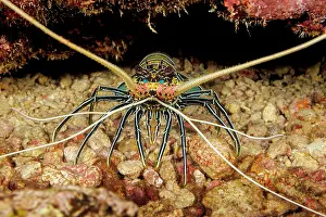Legs Prints: Painted spiny lobster (Panulirus versicolor) looking out of cavern entrance in reef