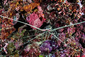Crustracea Prints: Painted spiny lobster (Panulirus versicolor) peering from a hole in the coral reef