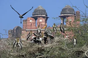 Painted Stork (Mycteria leucocephala), colony, with historic building behind, Delhi